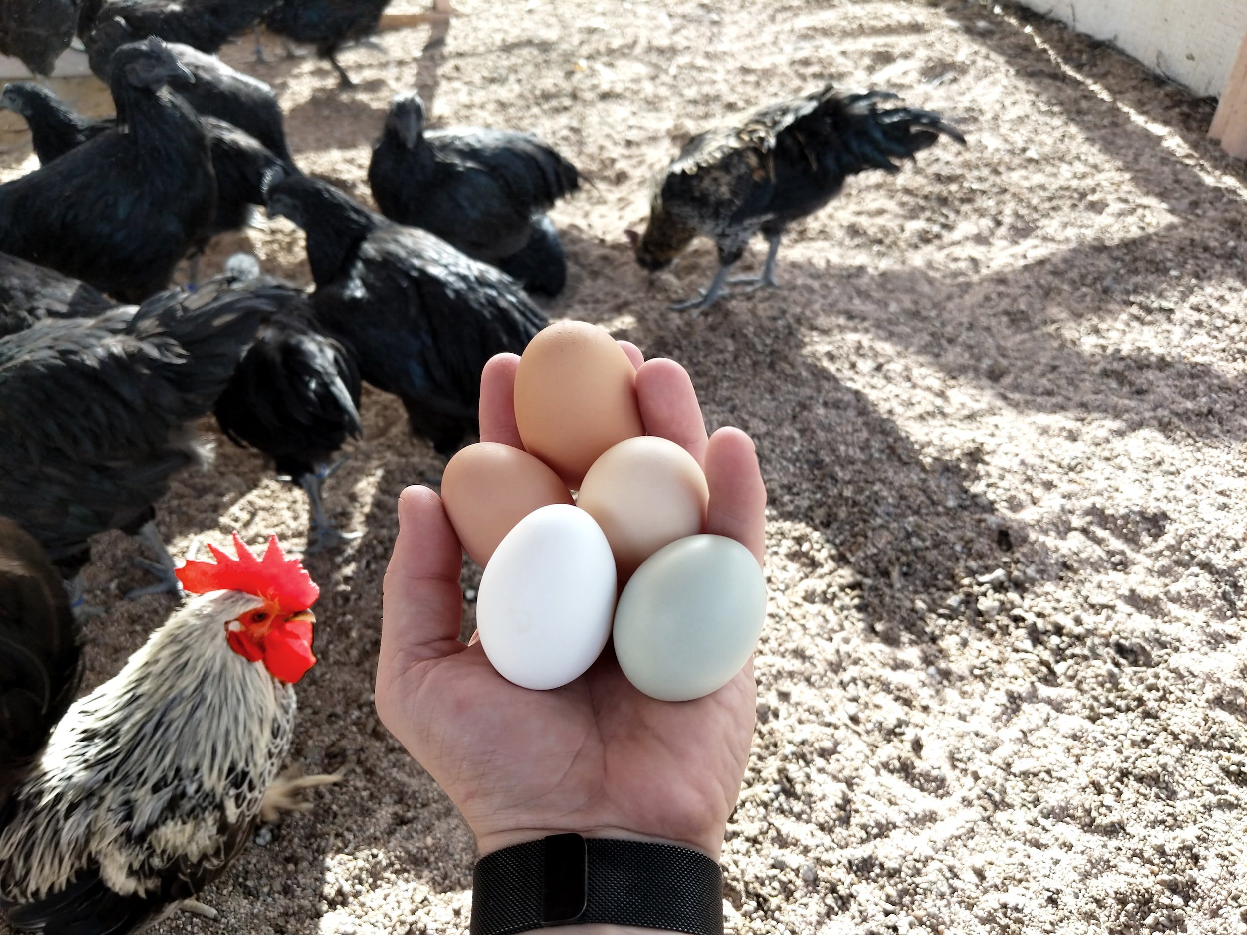6 Things To Know About Raising Backyard Chickens