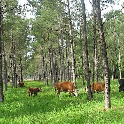 How Agroforestry Can Benefit Agriculture, Food, &amp; the Environment