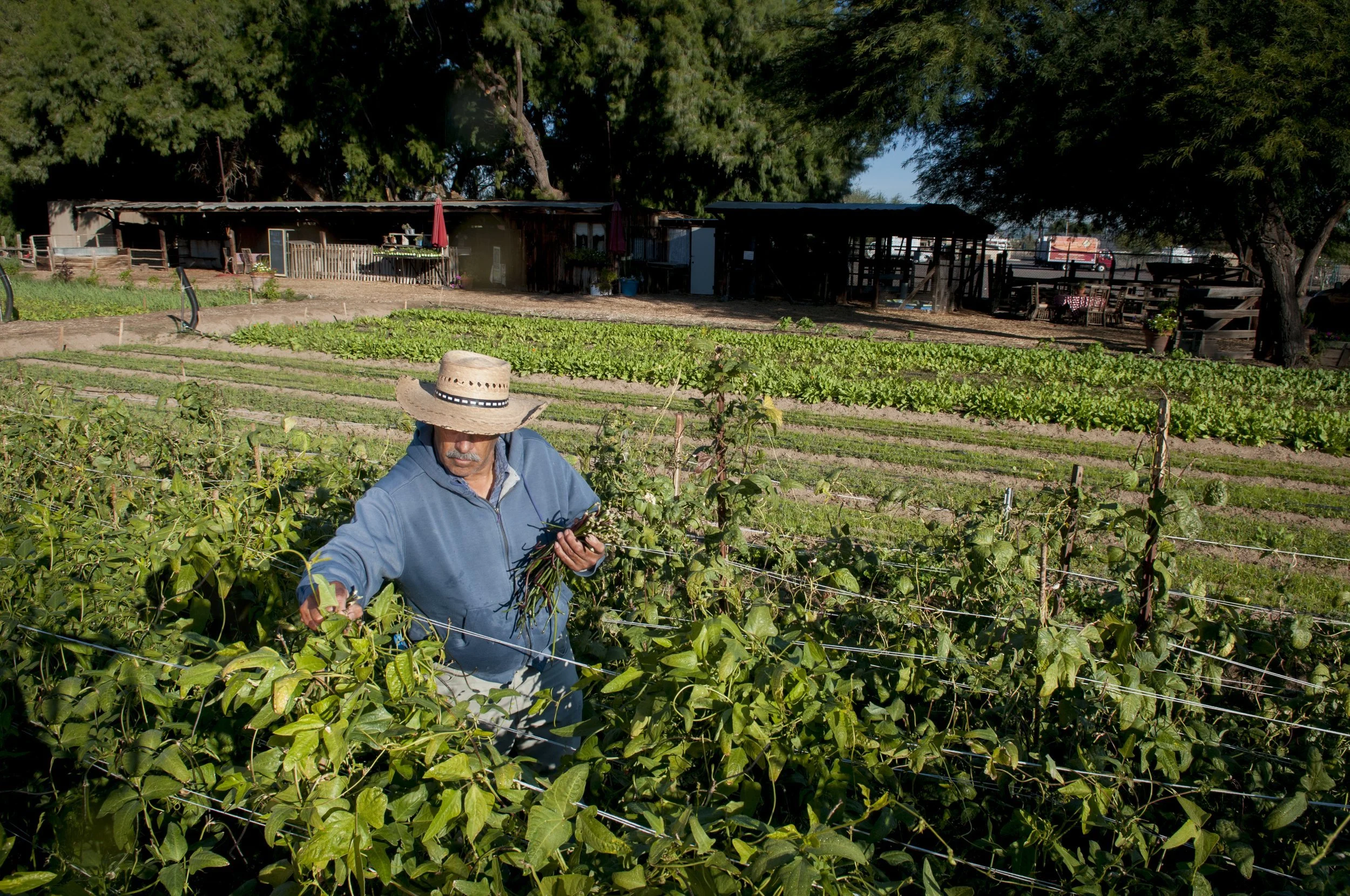 Why a Localized Food System?