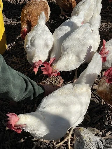 The Worm Farm Turning Waste into Food