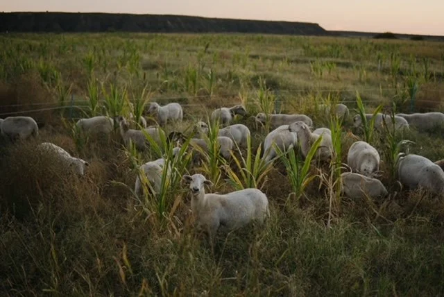 What is Regenerative Agriculture, and What Does it Look Like in Arizona?