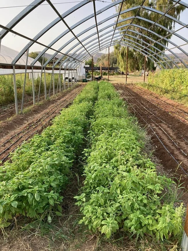 City of Phoenix Dedicates $9.7 Million to Strengthen Local Food System