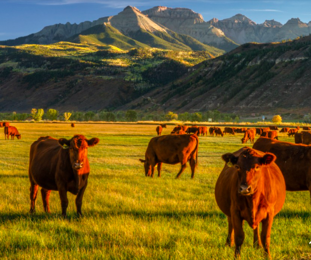Mooove Over Industrialized Beef! Moon River Beef is Changing the Game