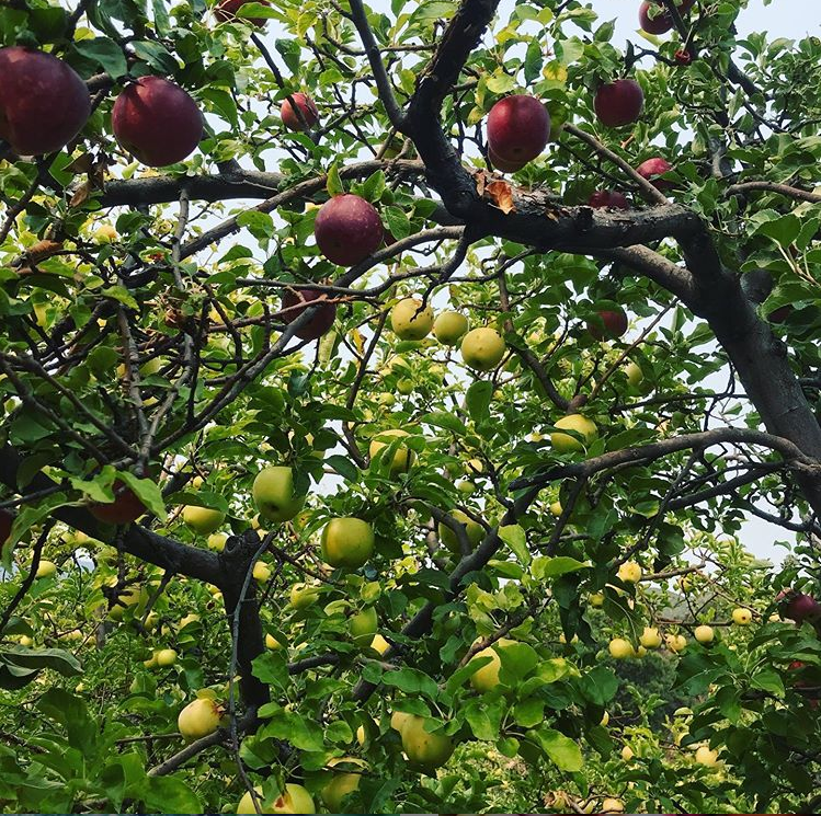 What’s in Season: Arizona Apples! Plus Recipes for Apple Muffins, Cider &amp; More