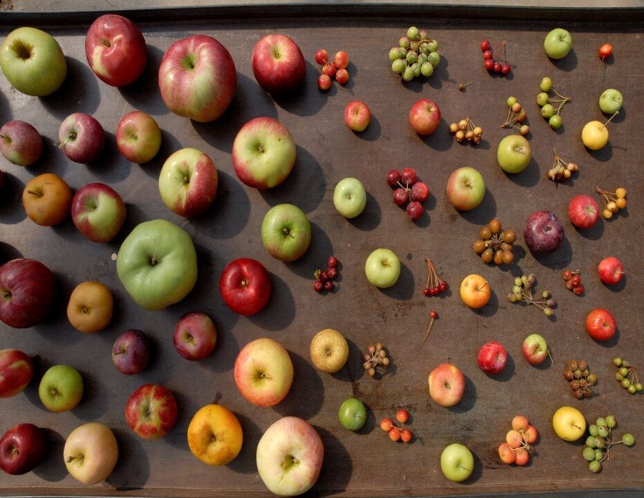 USDA-apple-collection.jpeg