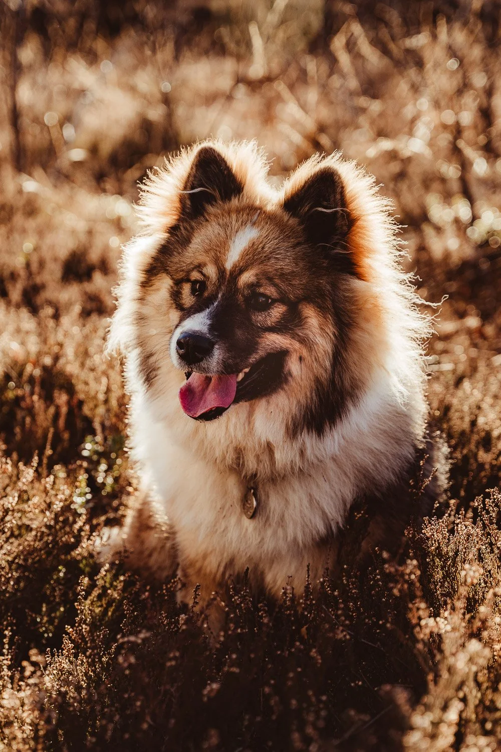 natürliche Familienfotos in einem entspannten Familienshooting für Prien am Chiemsee, Rosenheim, Traunstein  Chiemsee, Chiemgau