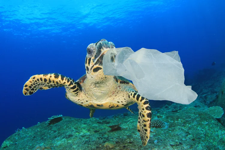 Using Plastic A Lot Plastic Bags - Get the Facts — Beyond Plastics - Working To End Single ...