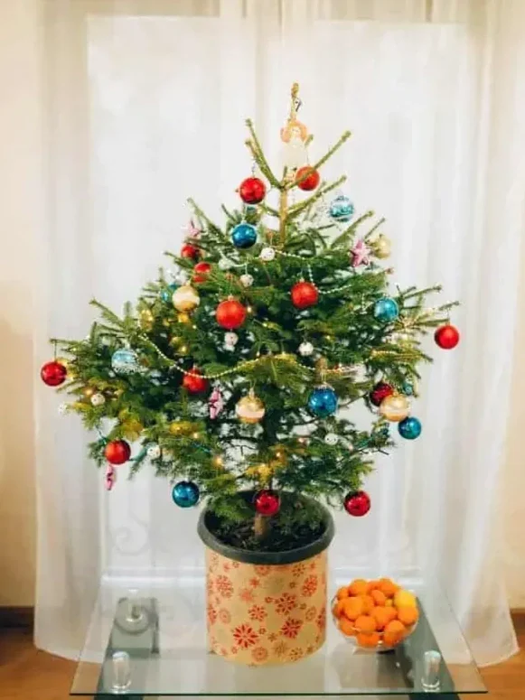 small-Christmas-tree-in-a-pot.webp