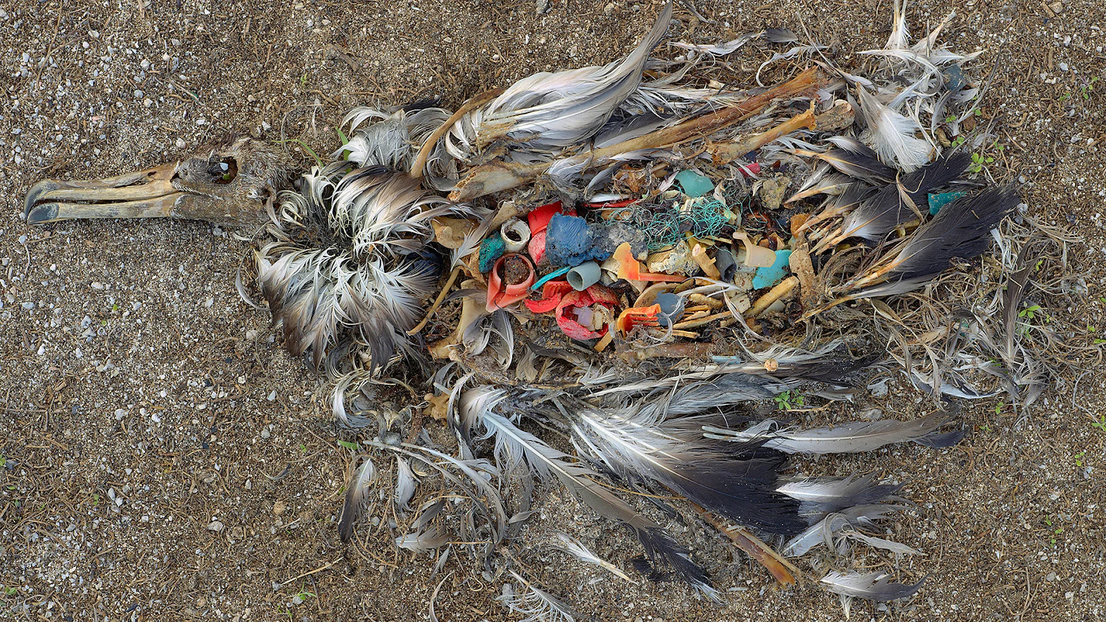 Plastic Pollution Is a Growing Threat to Birds’ Survival