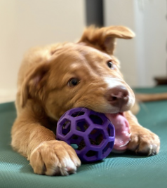 What We Know About Plastic and Dogs