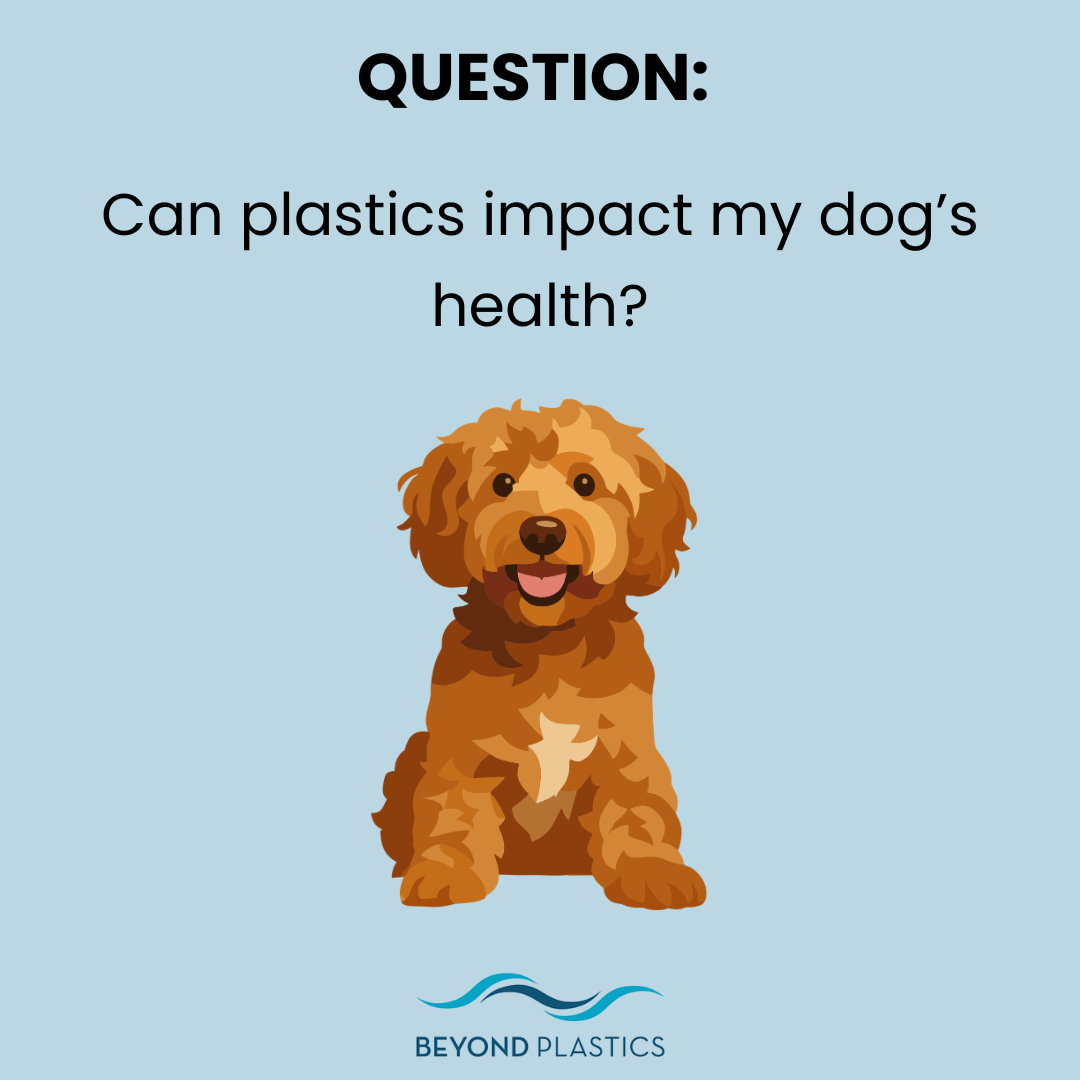 Can plastics impact my dog’s health?