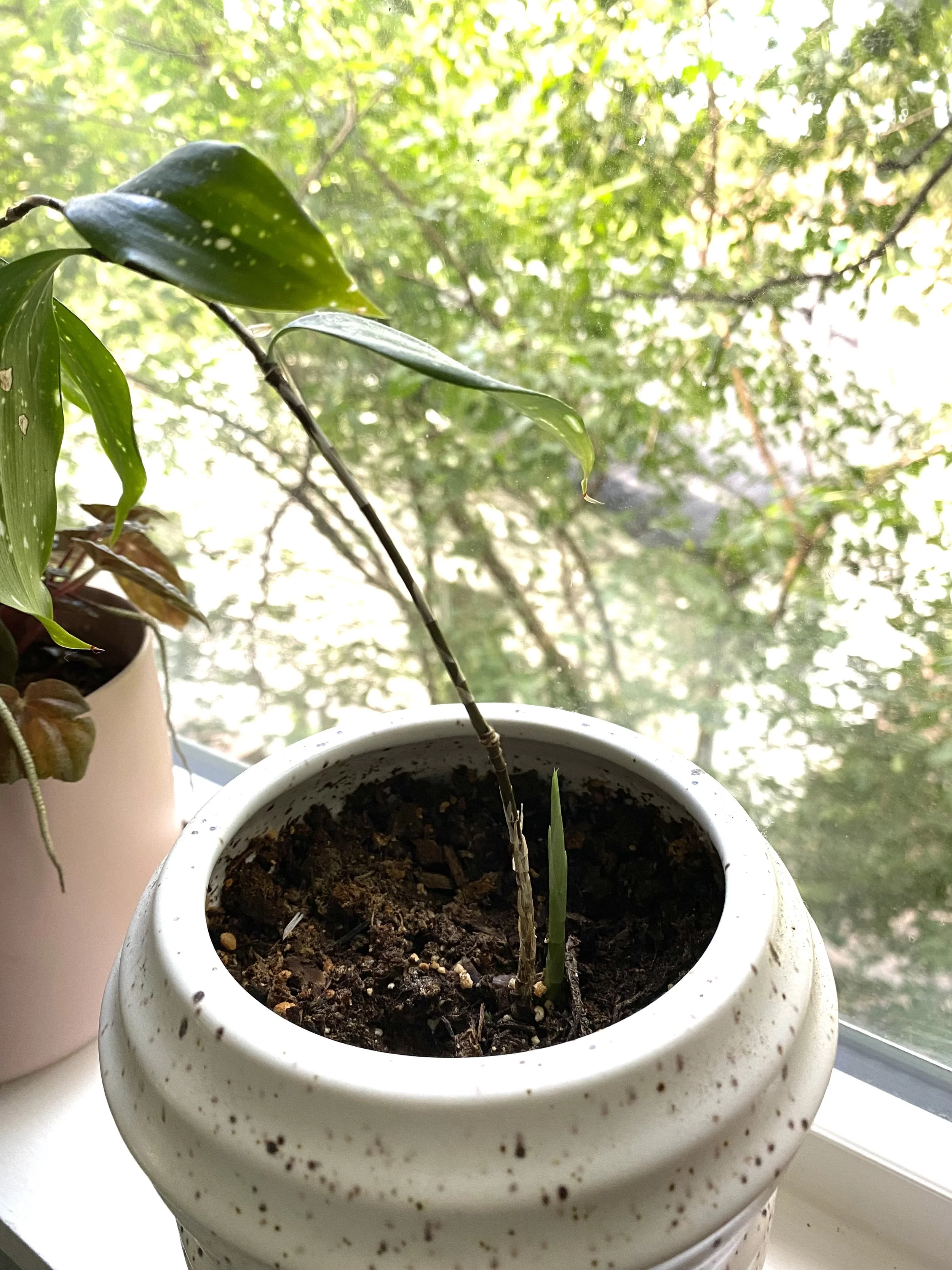 FullSizeRender copy.jpeg