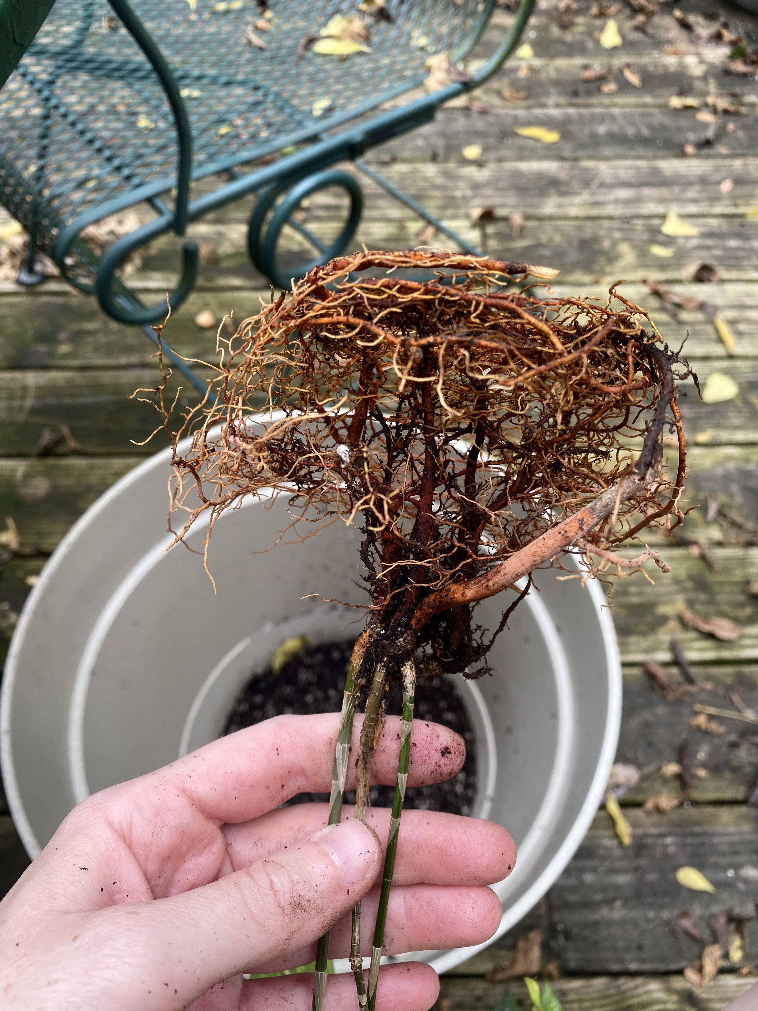 Rerooting