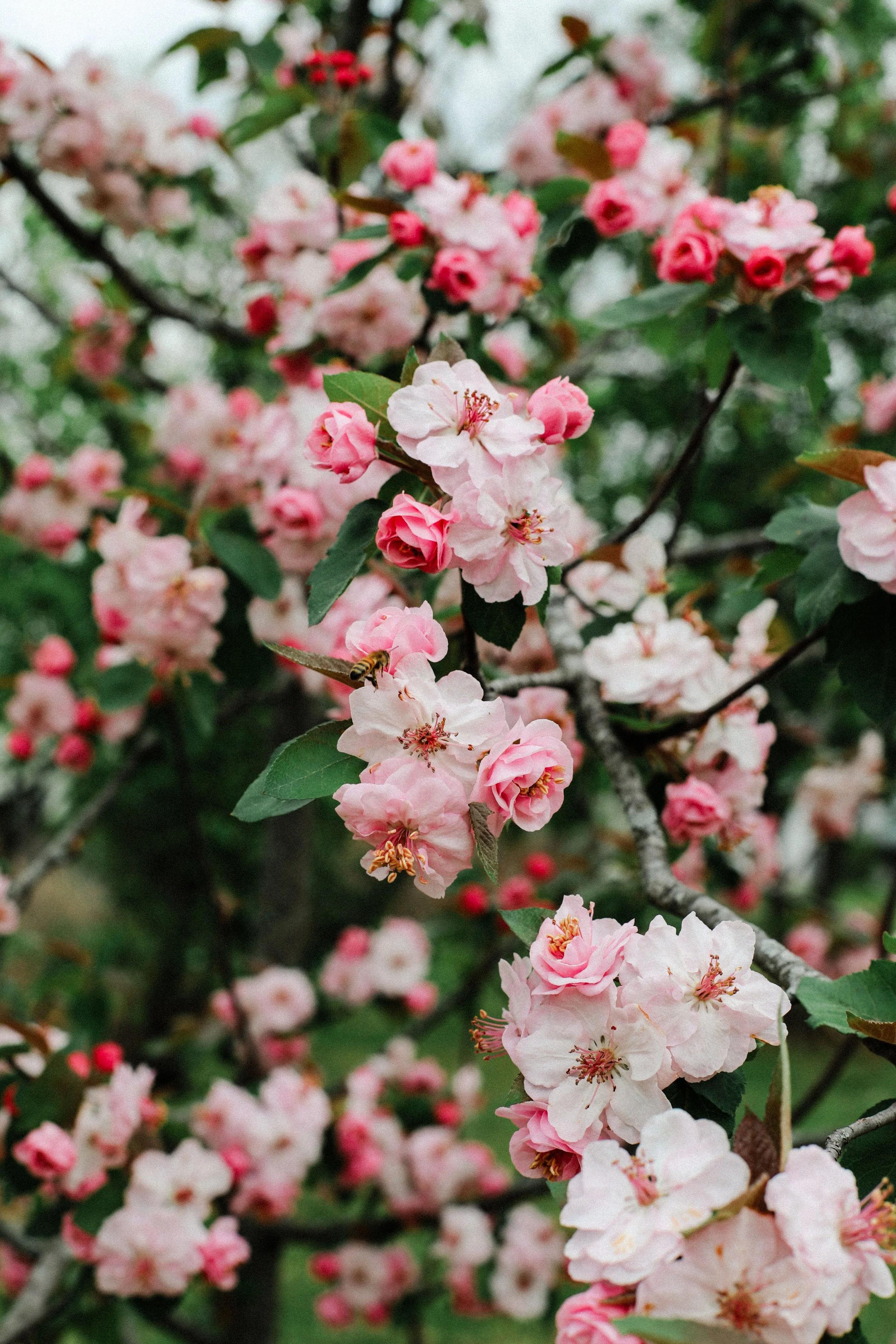 The Garden Is Speaking