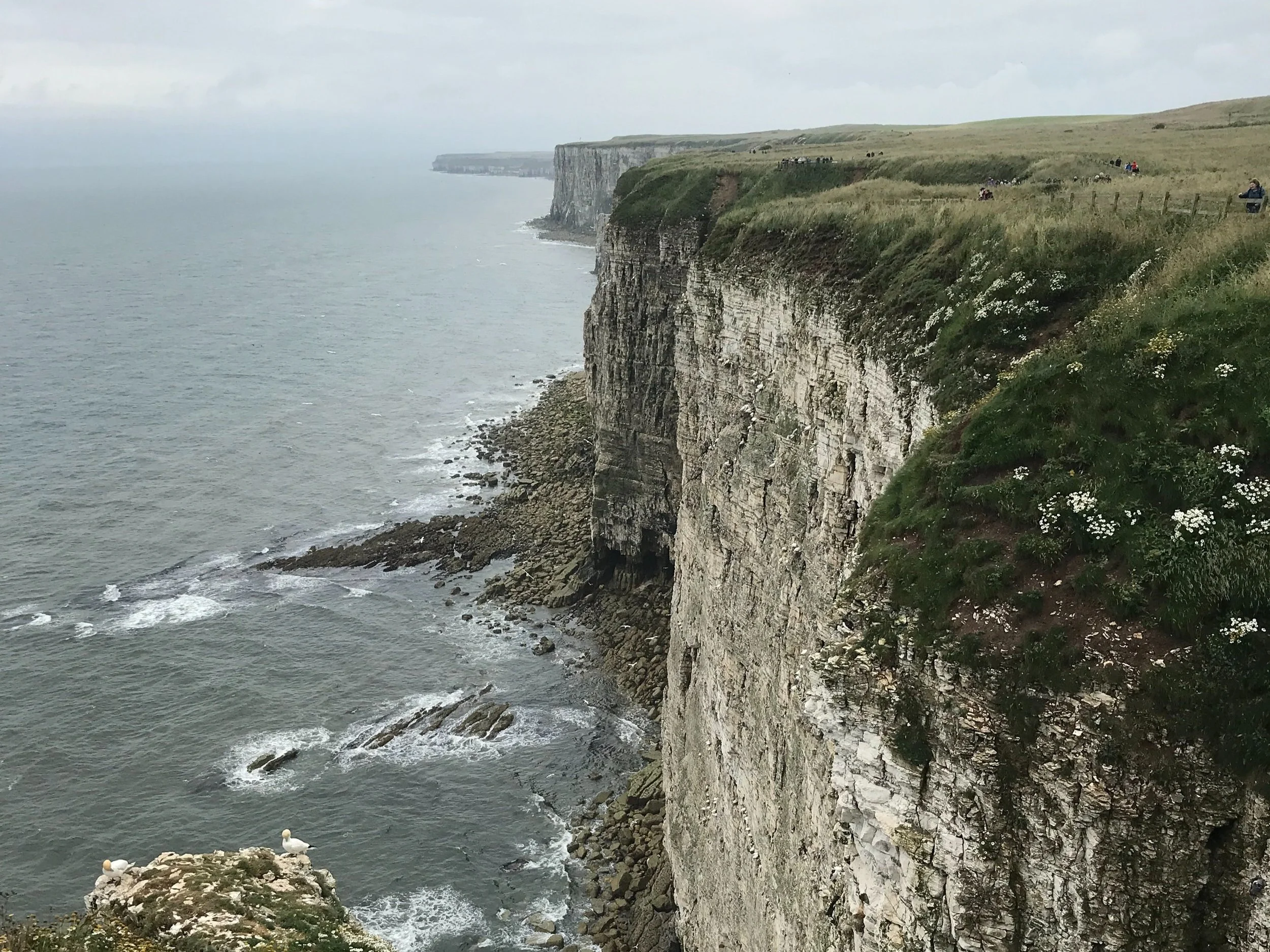 Bempton cliffs on right, with grey moody sea to the left