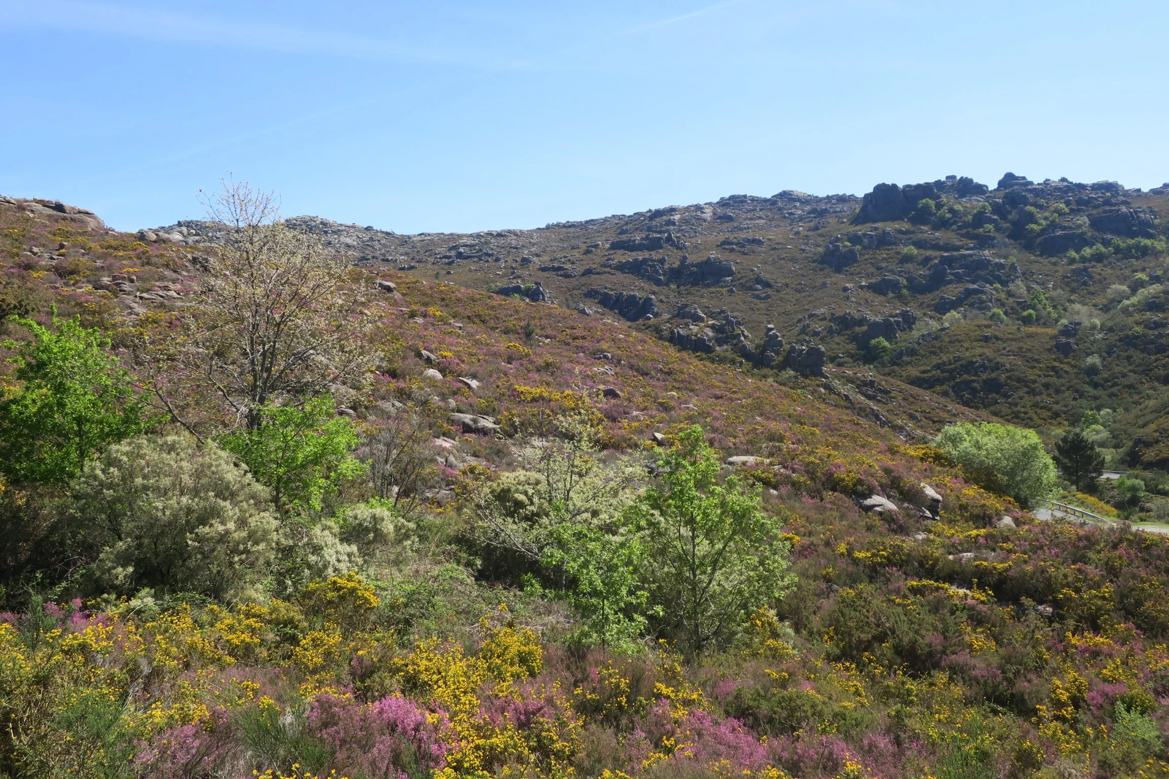 Pink heather and yellow broom, Xurés
