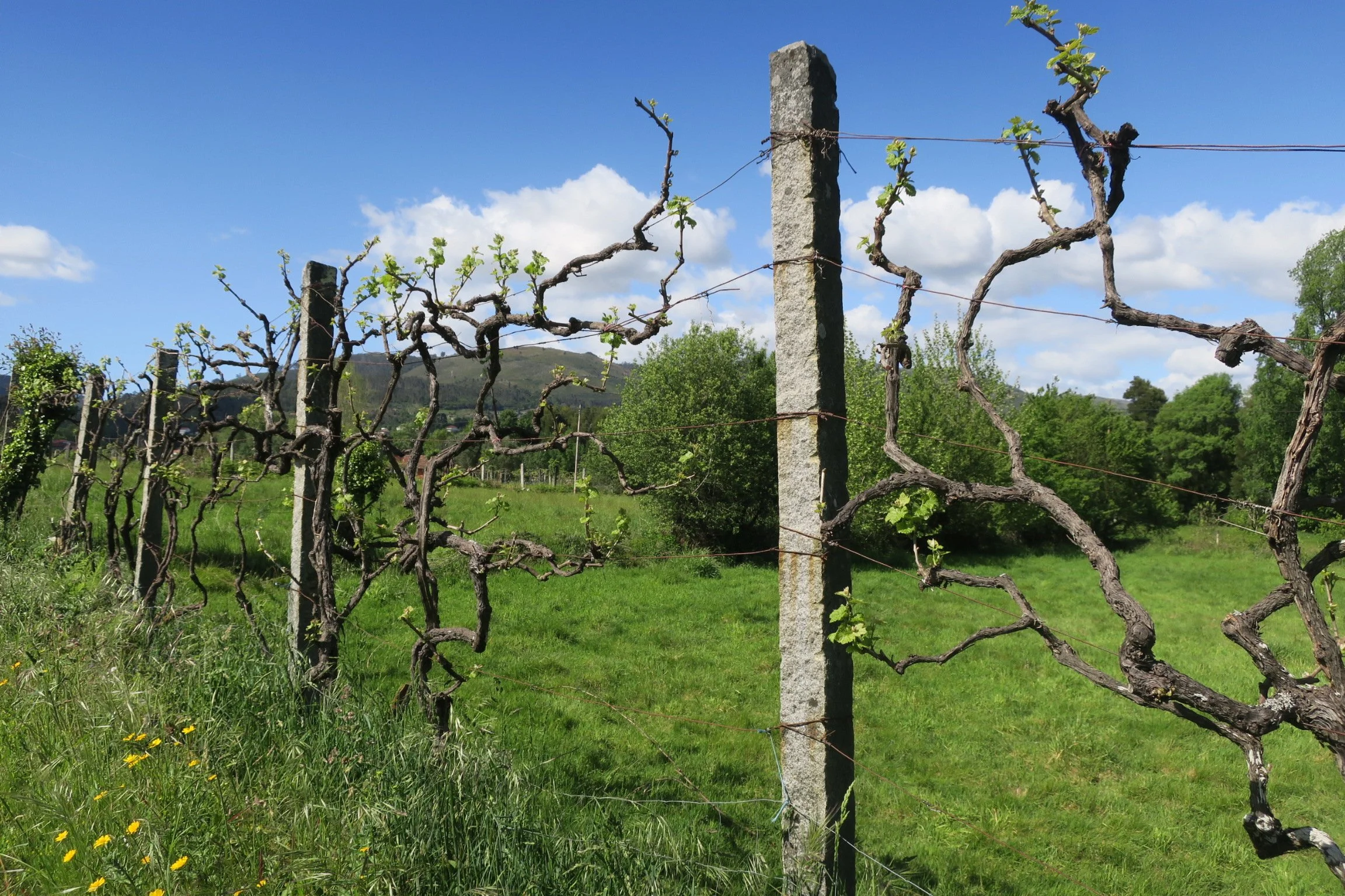 Alvarinho vines growing on high trellises, Minho region, Portugal