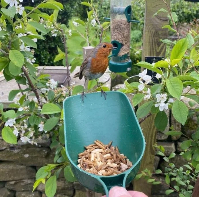 Robin standing on a scoop of bird food being held by a person