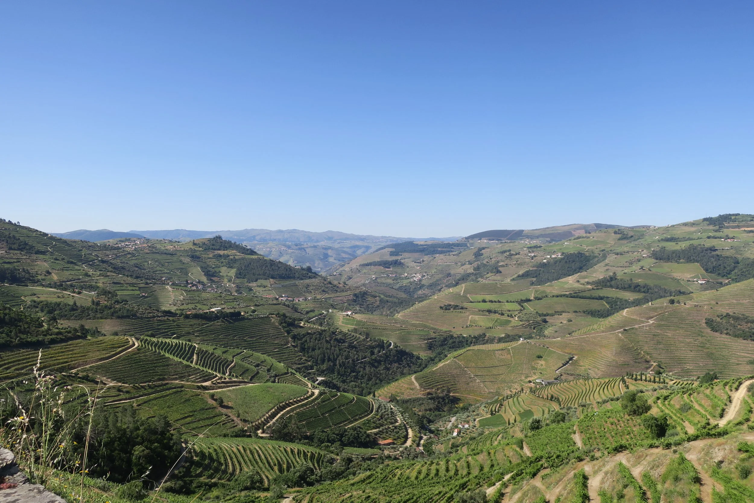 View over terraced vineyards of the Douro Valley