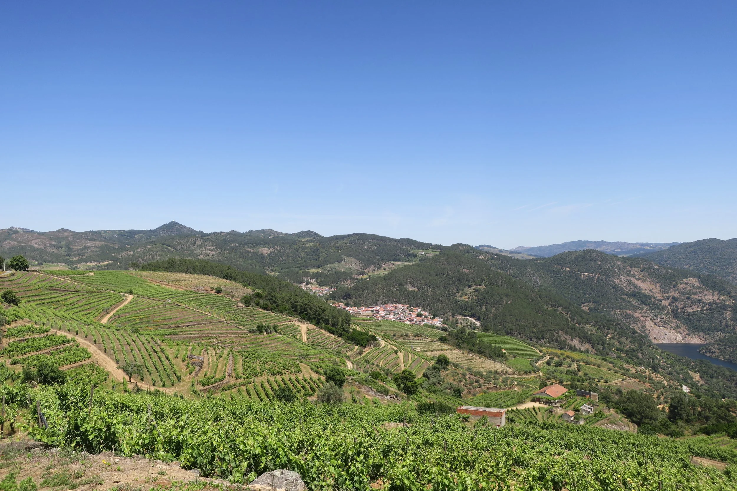 View over terraced vineyards of the Douro