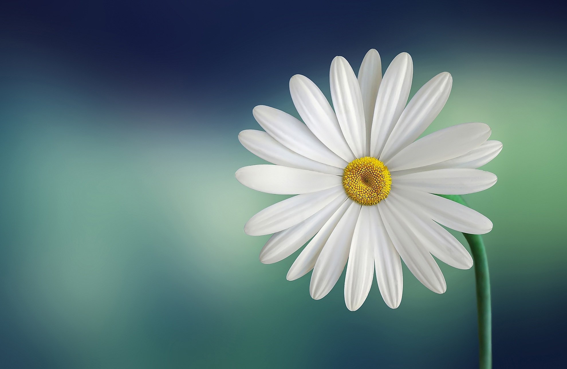 marguerite-729510.jpg