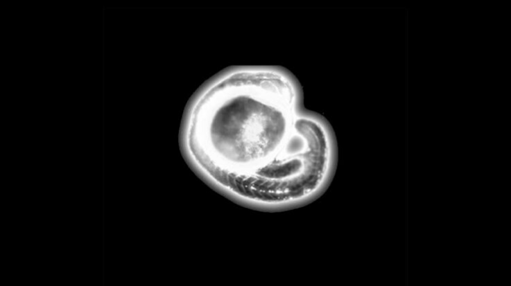 Untitled design (1).png