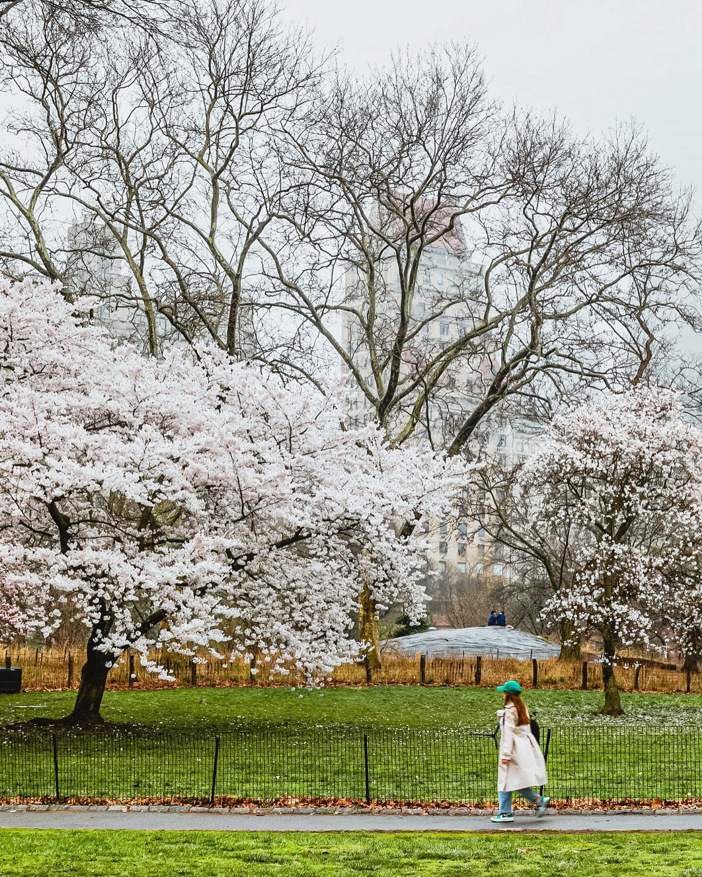 peak bloom! 🌸