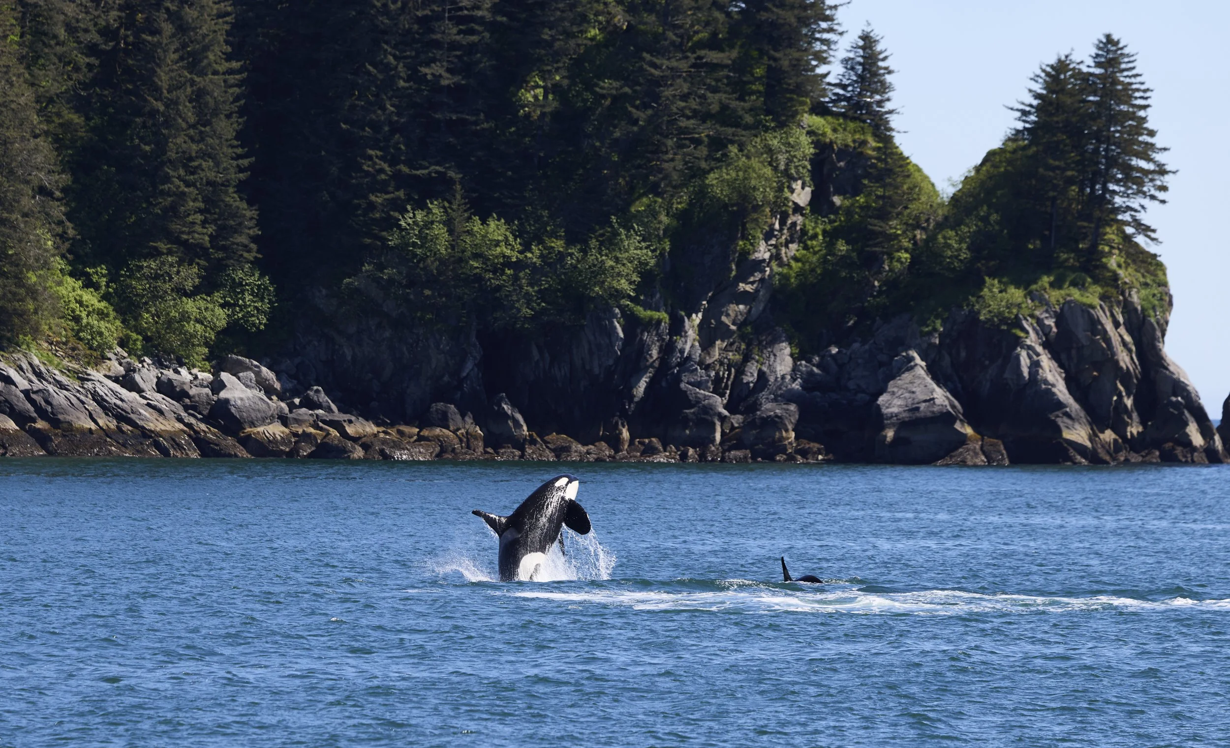 KFT-Alaska-2025-Orcas Cape Aialik_Shot 10_26812 1.jpg