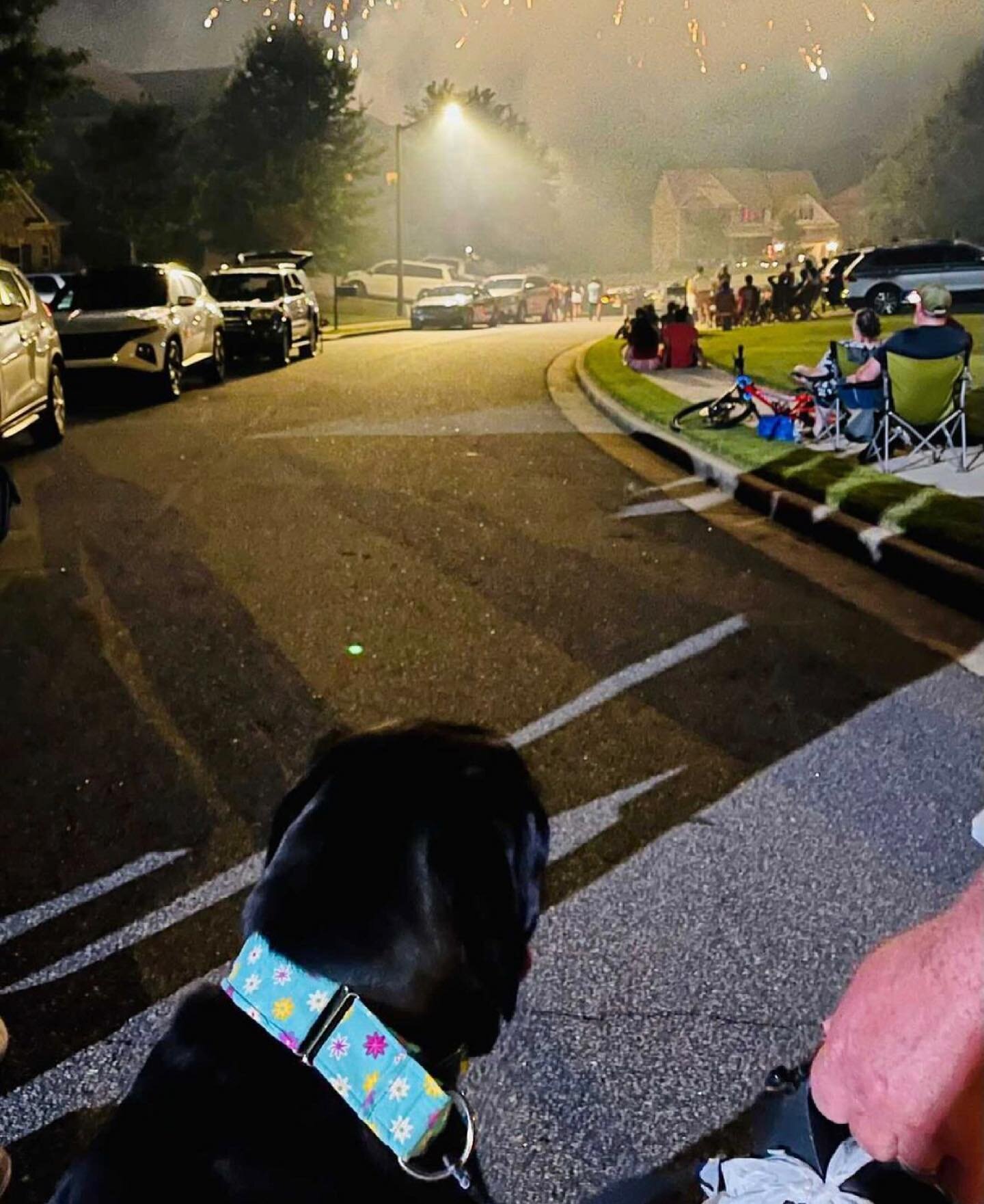 Ok guys there are some dogs that actually enjoy fireworks 🎆 and Birdie is one while she sported her martingale to show off how pretty she is. Hope all your pups were safe this weekend! 🥰🥰 thanks @scout_wise  for sharing! #cutedogs #dog #dogs #dogs