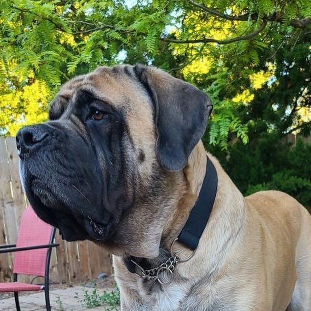 Knox is wearing the DD Martingale. Durable Dirtless martingale in biothane with chain. #mastiffsofinstagram #dog #dogs #dogsofinstagram #dogoftheday #dogstagram #mastiffpuppy #dogs_of_instagram #mastiff #doge #doggy #doglovers #dogs_of_world #doggie 