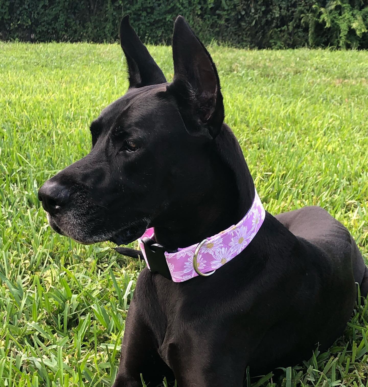 Summer Daisies to make her look as sweet as she is lol 😂 Happy Monday! #summervibes #dog #dogs #dogsofinstagram #cutedogs #dogstagram #dogsofinstaworld #dogs_of_instagram #doglover #doge #doggy #doglovers #dogs_of_world #doggie #doggo #dogsofinsta #