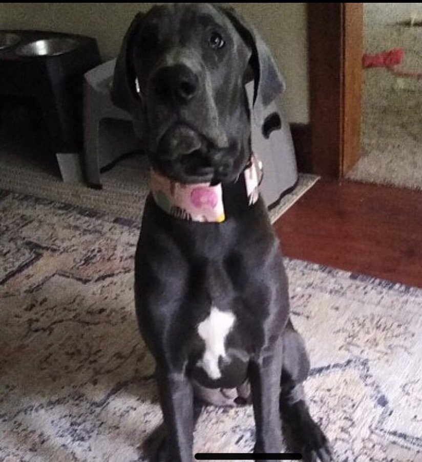 Gorgeous 6 month old Dane Pup wearing Sugar donuts 🍩 ❤️❤️🥰🥰🥰 love love  thank you Krista for sharing!  #cutedogs #dog #dogs #dogsofinstagram #dogoftheday #dogstagram #dogsofinstaworld #dogs_of_instagram #doglover #doge #doggy #doglovers #dogs_of_