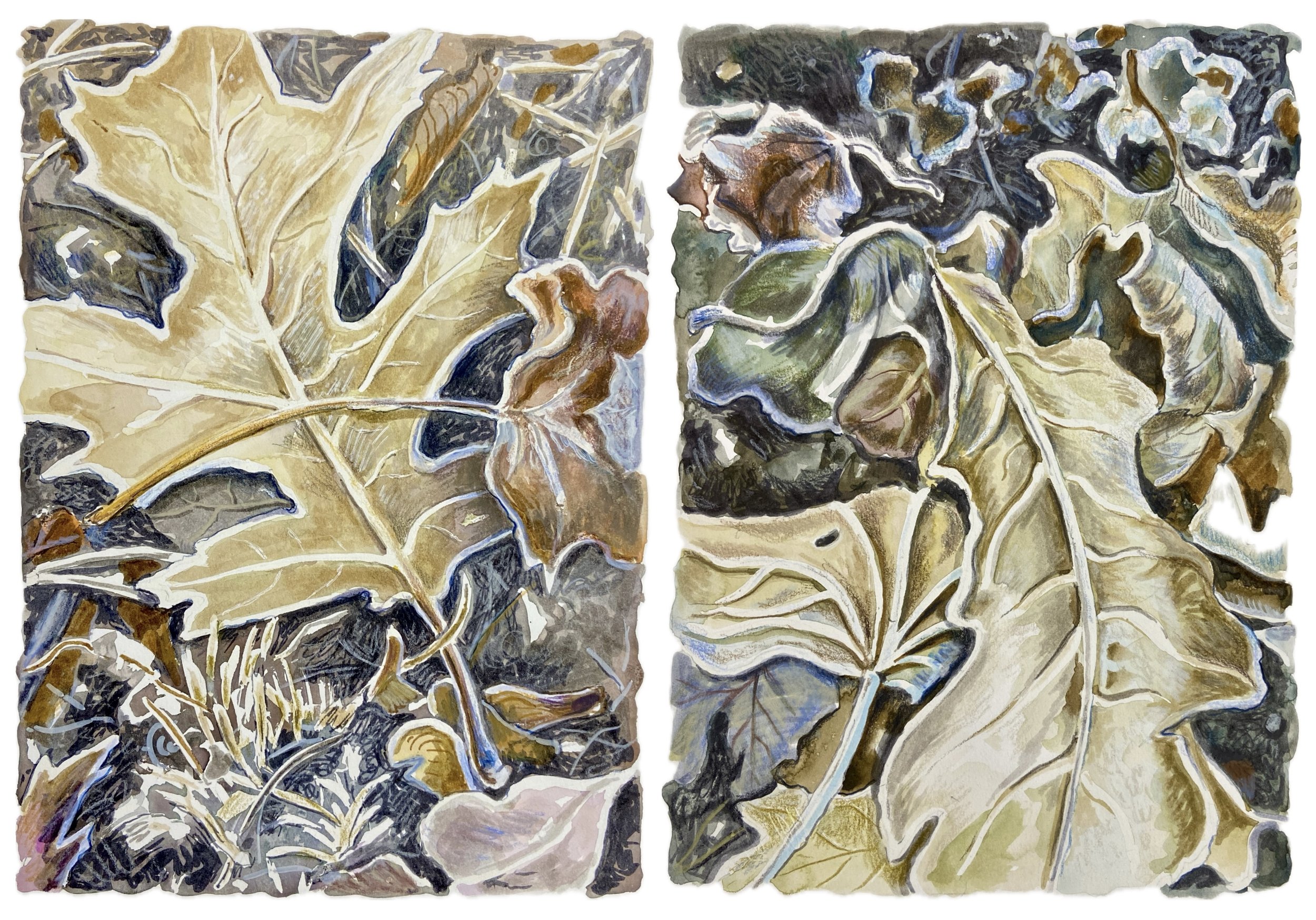 November Frost, watercolor and colored pencil on paper, 8"x11" each