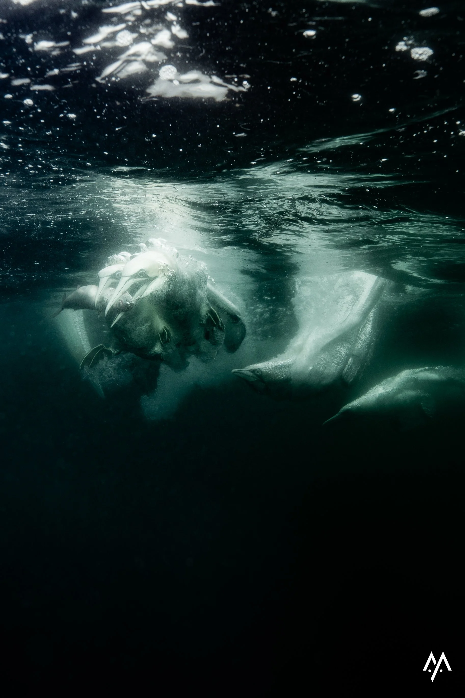 Notes from the Field: Underwater with the Gannets 