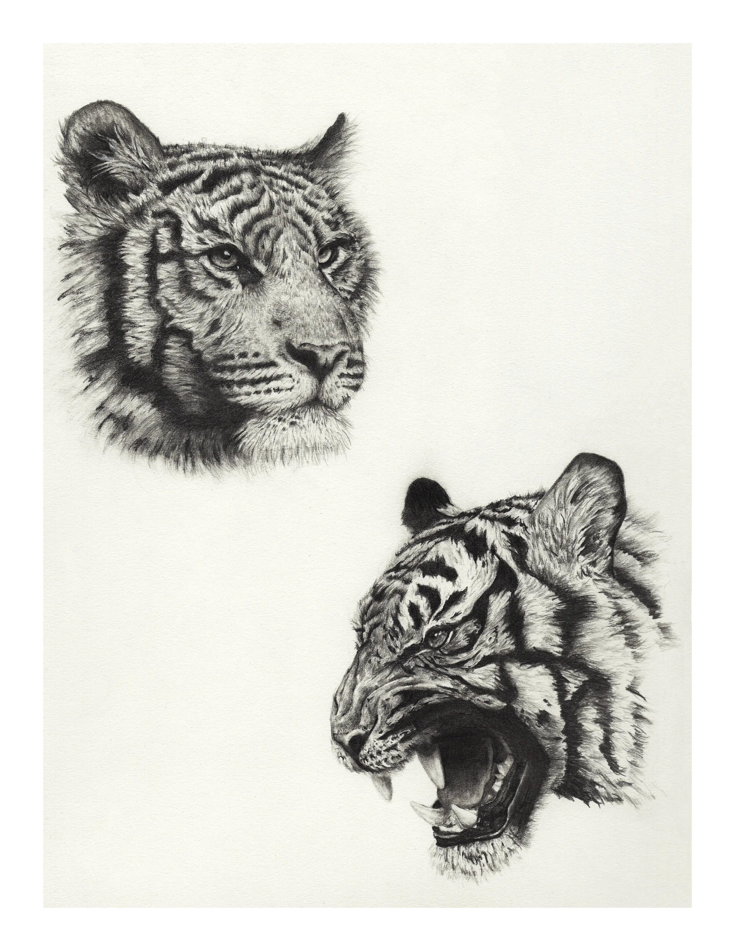 tigers PRINT GOOD COPY.jpg