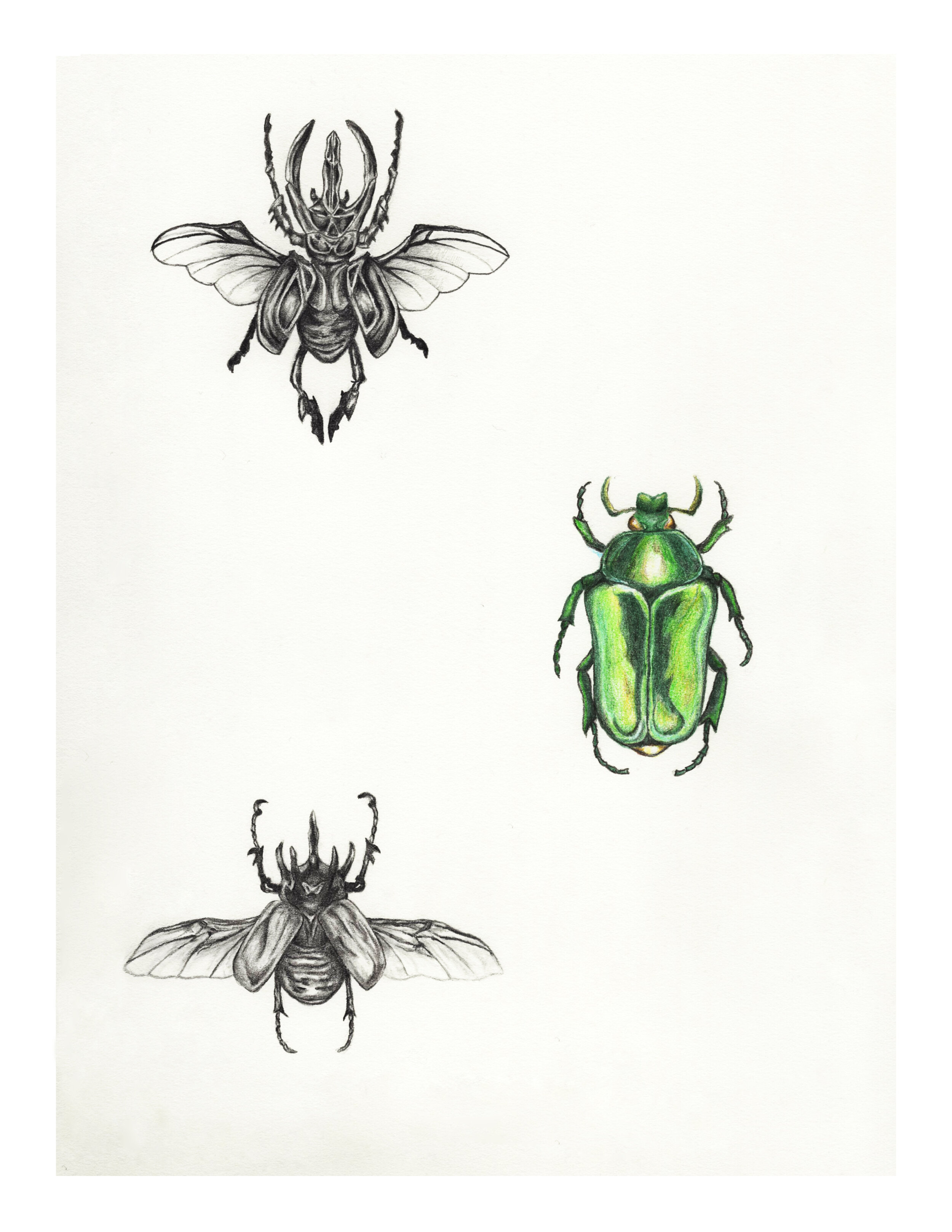 beetles 6.jpg