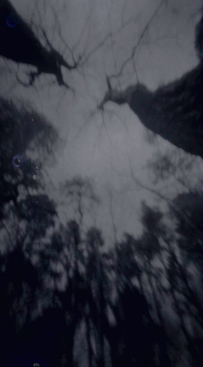 treeeee.jpg
