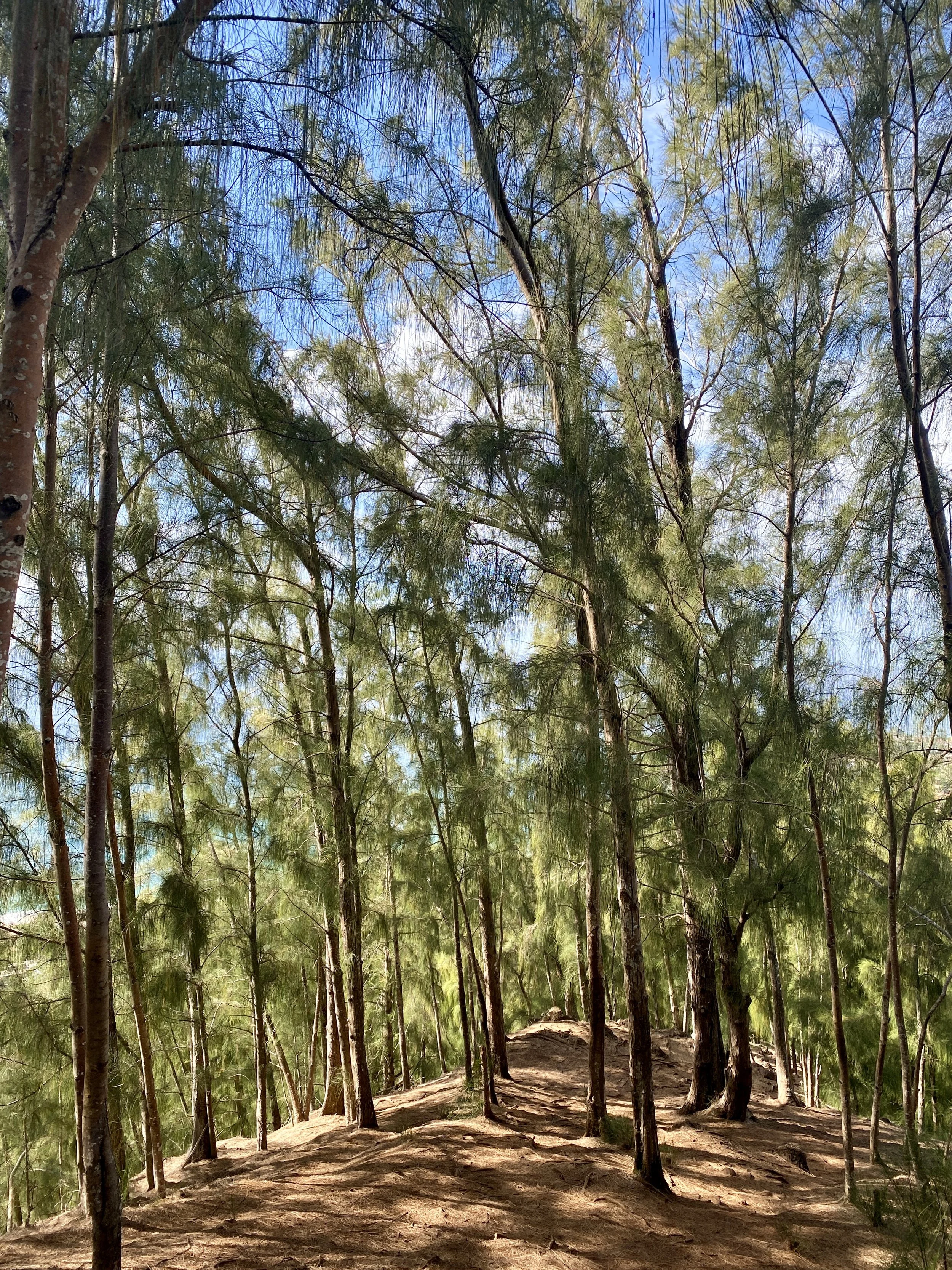 Sunlit forest with tall pine-like trees and sparse undergrowth.