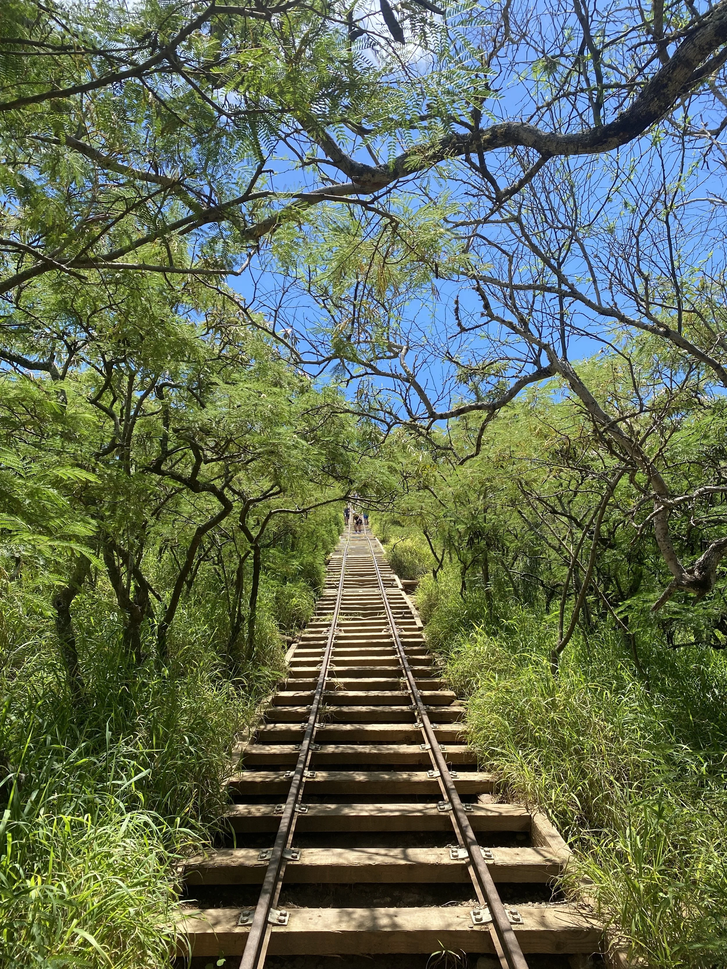 Steep wooden railway tracks through lush green forest under a blue sky