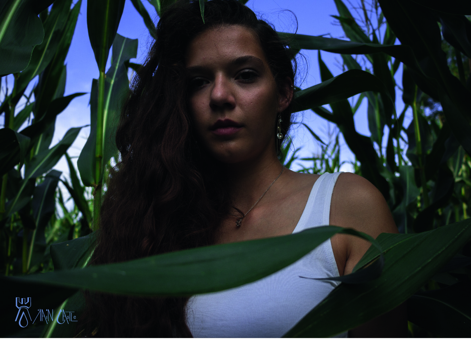 cornfield 7.jpg
