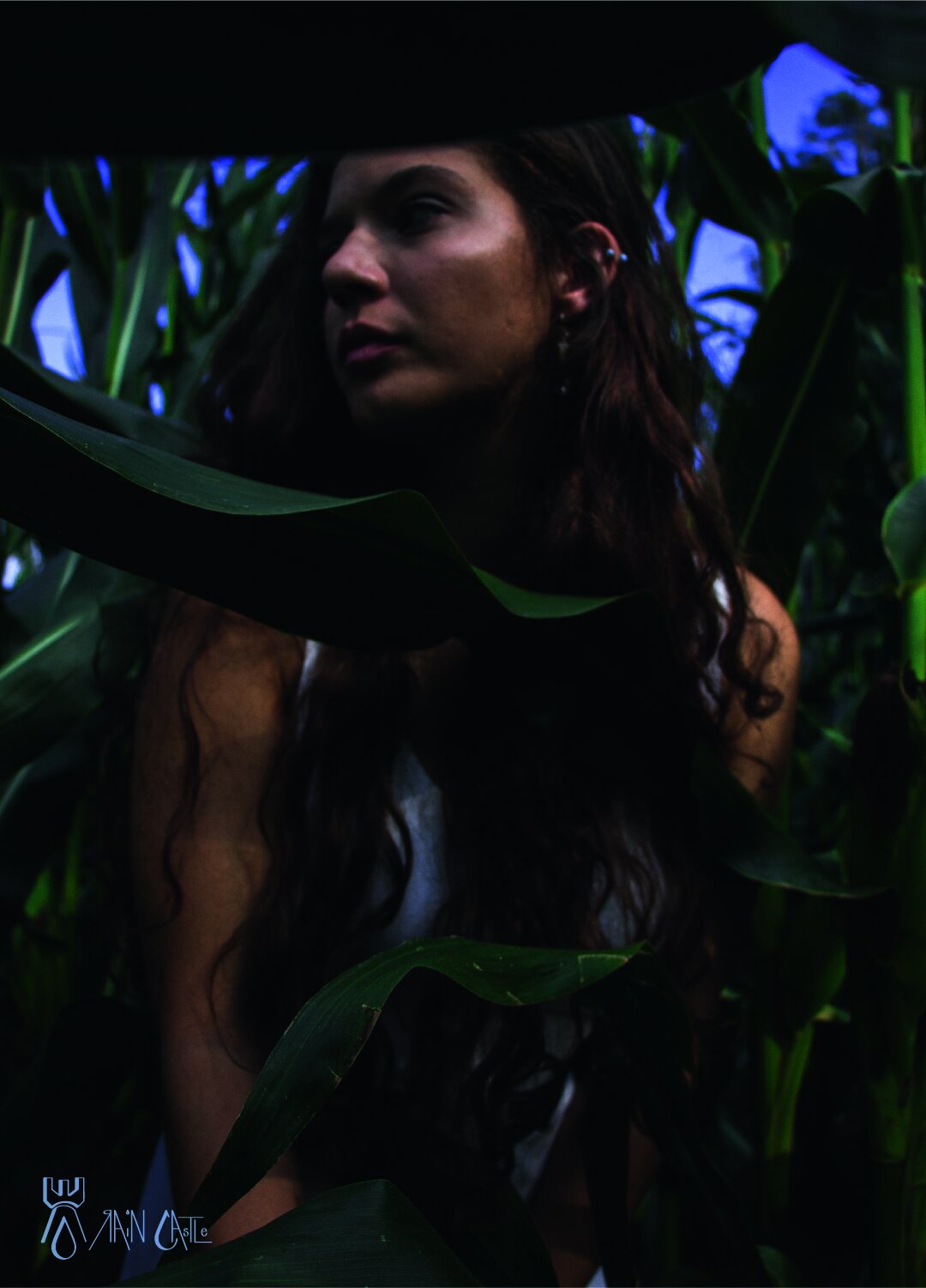 cornfield 1.jpg