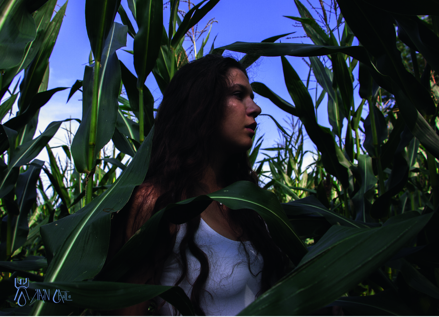 cornfield 9.jpg