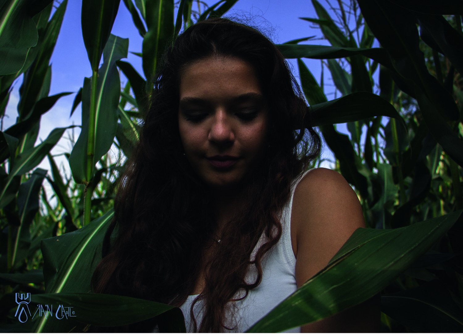 cornfield 4.jpg