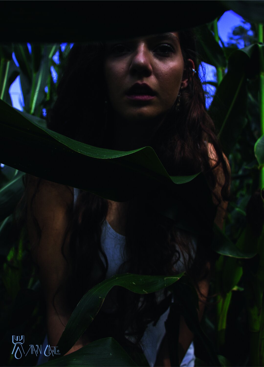 cornfield 2.jpg