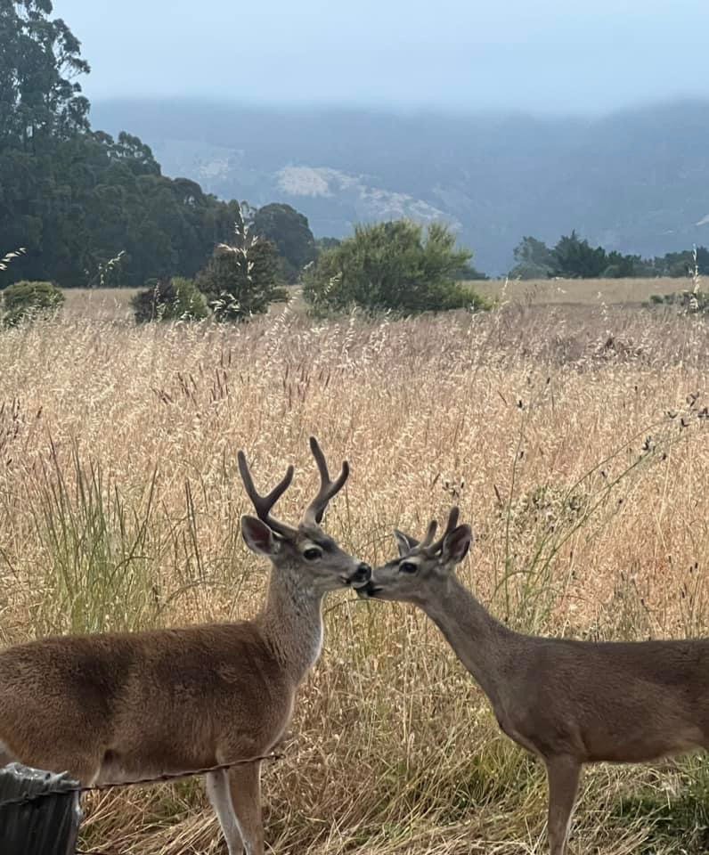   Stephen Ratcliffe, “Field Deer,” photos  