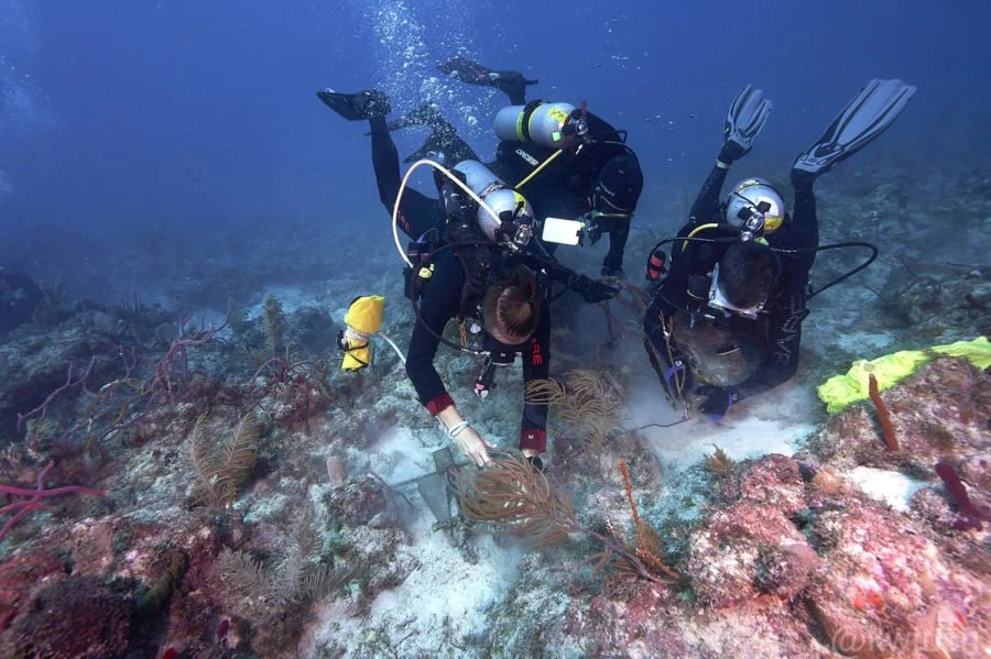 IN PICTURES: TRASH TREK YIELDS 800-PLUS POUNDS OFF ISLAMORADA SHORES