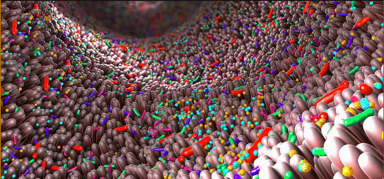 Inflammatory Bowel Disease Linked To Microplastics In Your Gut