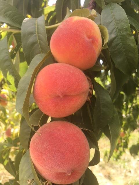 Elberta and Sweet Sue Peaches - Available Now!