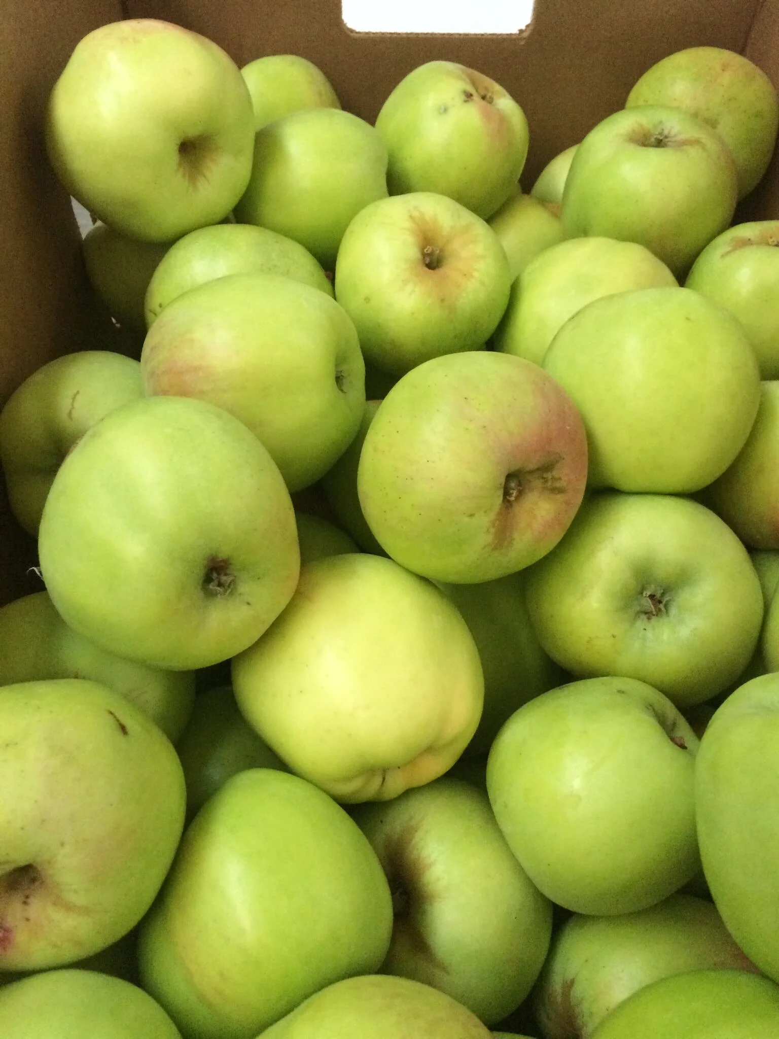 Gravenstein Apples - Available Now