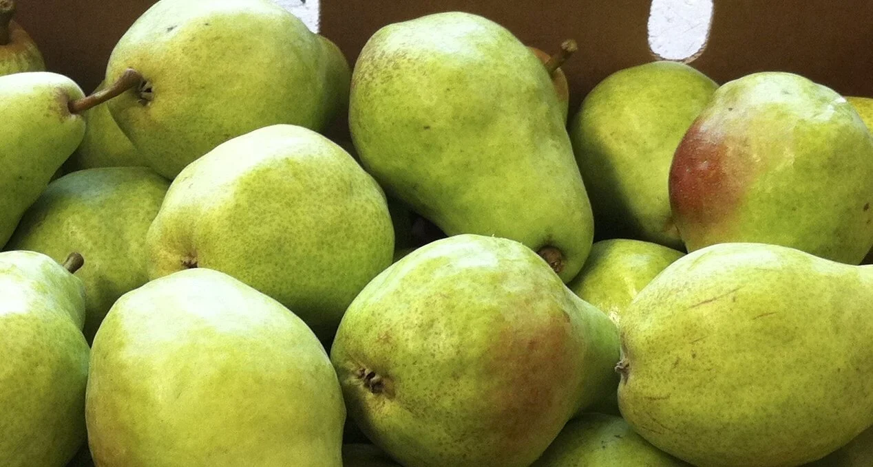 Red and Green Bartlett (Williams) Pears - Available Now!